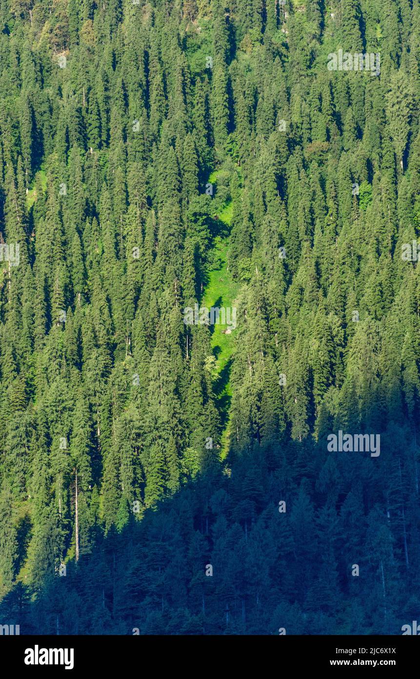 Beaux paysages d'été des forêts de pins dans Himachal, aérien Banque D'Images