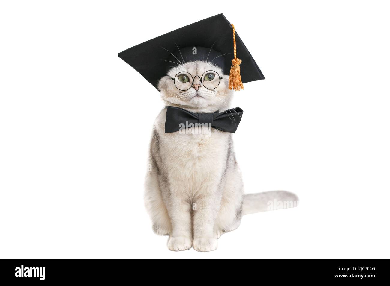 le chat drôle est assis dans un chapeau de graduation noir, un noeud papillon et des lunettes, isolés sur un fond blanc Banque D'Images
