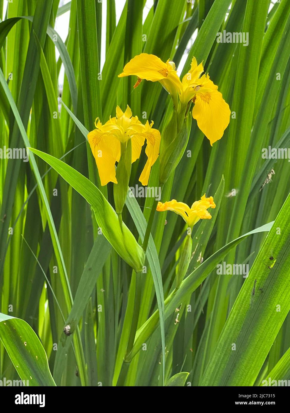 Drapeau jaune - Iris pseudacorus - Sumpf-Schwertlie - Iris des Marais Banque D'Images