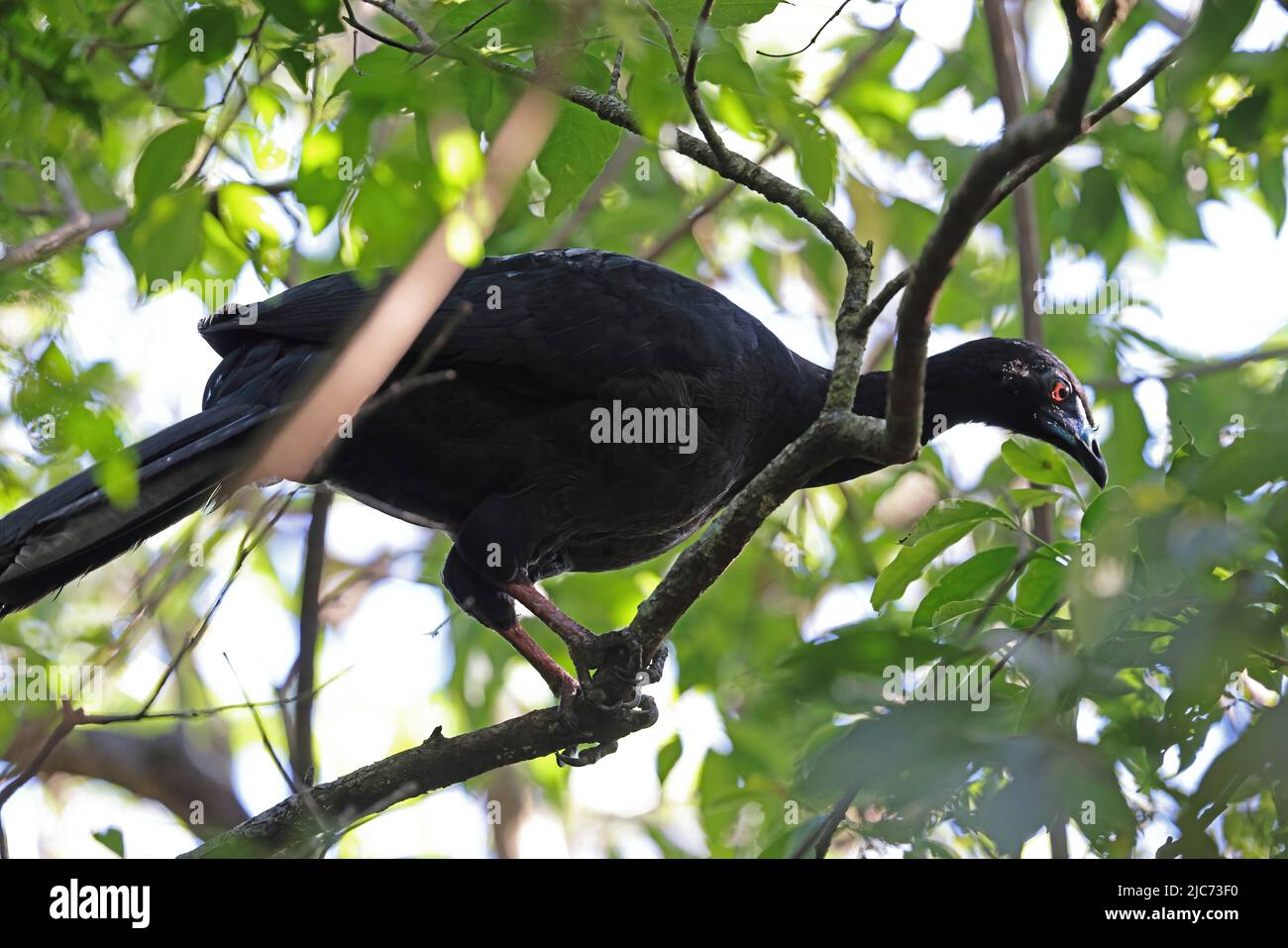 Guan noir (Chamaepetes unicolor) adulte perché dans un arbre Monteverde, Costa Rica Mars Banque D'Images