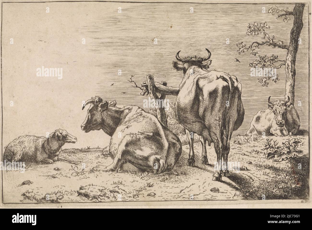 Paysage avec deux vaches au premier plan vu de l'arrière-plan, près d'une clôture. À côté d'eux un mouton couché. En arrière-plan une vache près d'un arbre. Numéroté en bas à droite : 8. Deux vaches vues de derrière., Paulus Potter, imprimeur: Anonyme, pays-Bas, 1635 - 1704, papier, gravure, h 145 mm × l 218 mm Banque D'Images