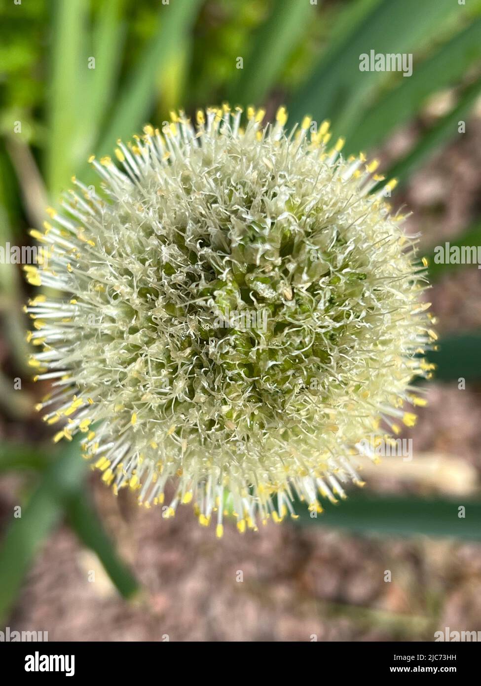 Oignon gallois - Allium fistulosum - Frühlingszwiebel - ciboule Banque D'Images