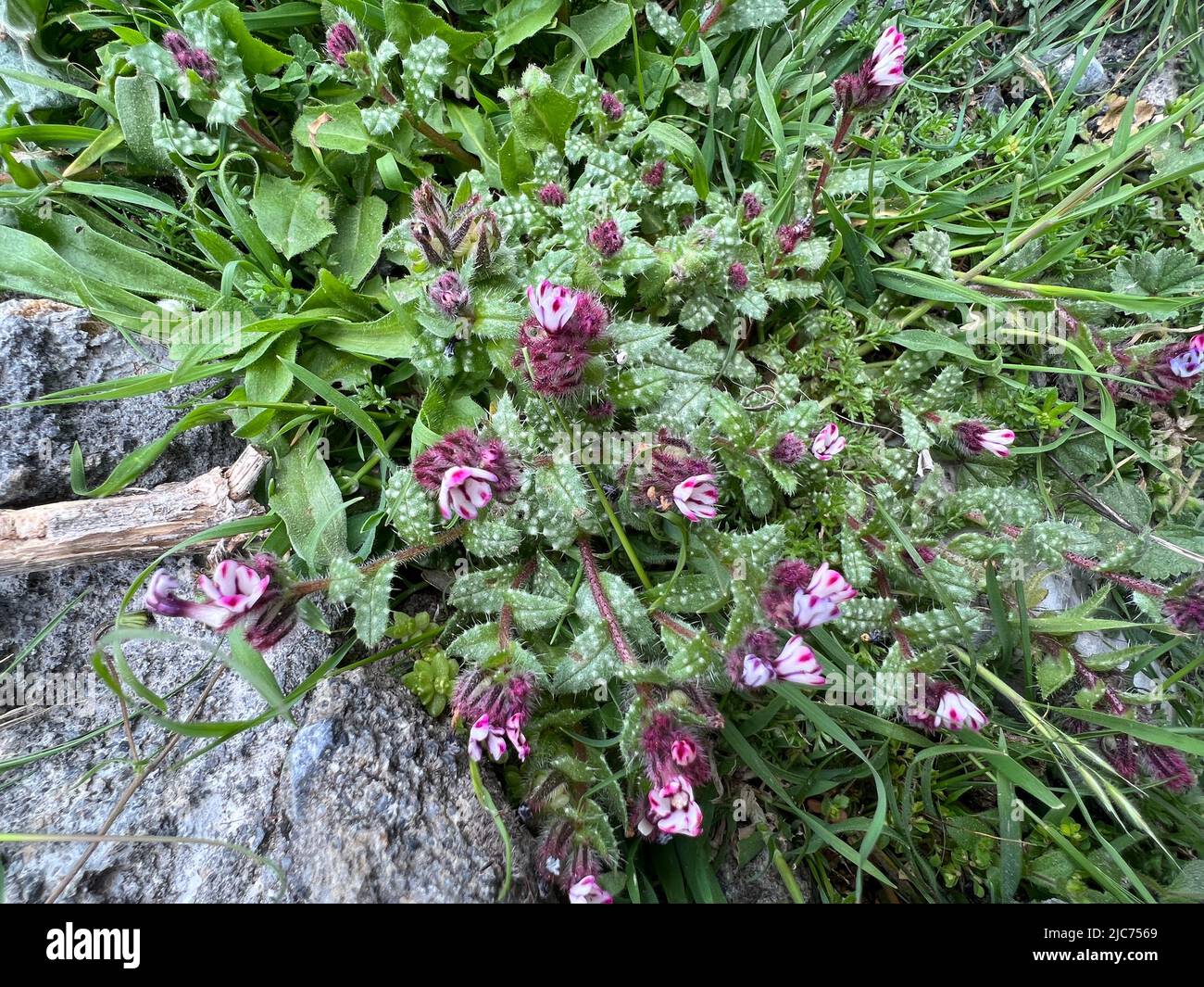 Anchusella variegata - Anchusella variegata - Bunte Ochsenzunge - Anchusella variegata Banque D'Images