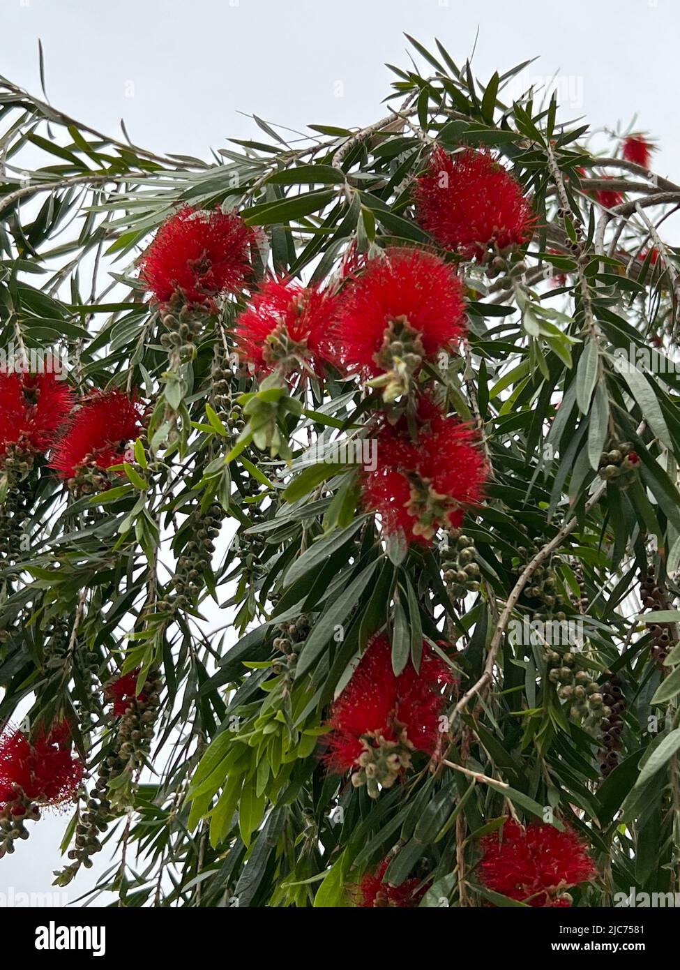 Pinceau à fond rouge commun - Callistemon citrinus Syn. Melaleuca citrina - Karminroter Zylinderputzer - Fleur-goupillon Banque D'Images