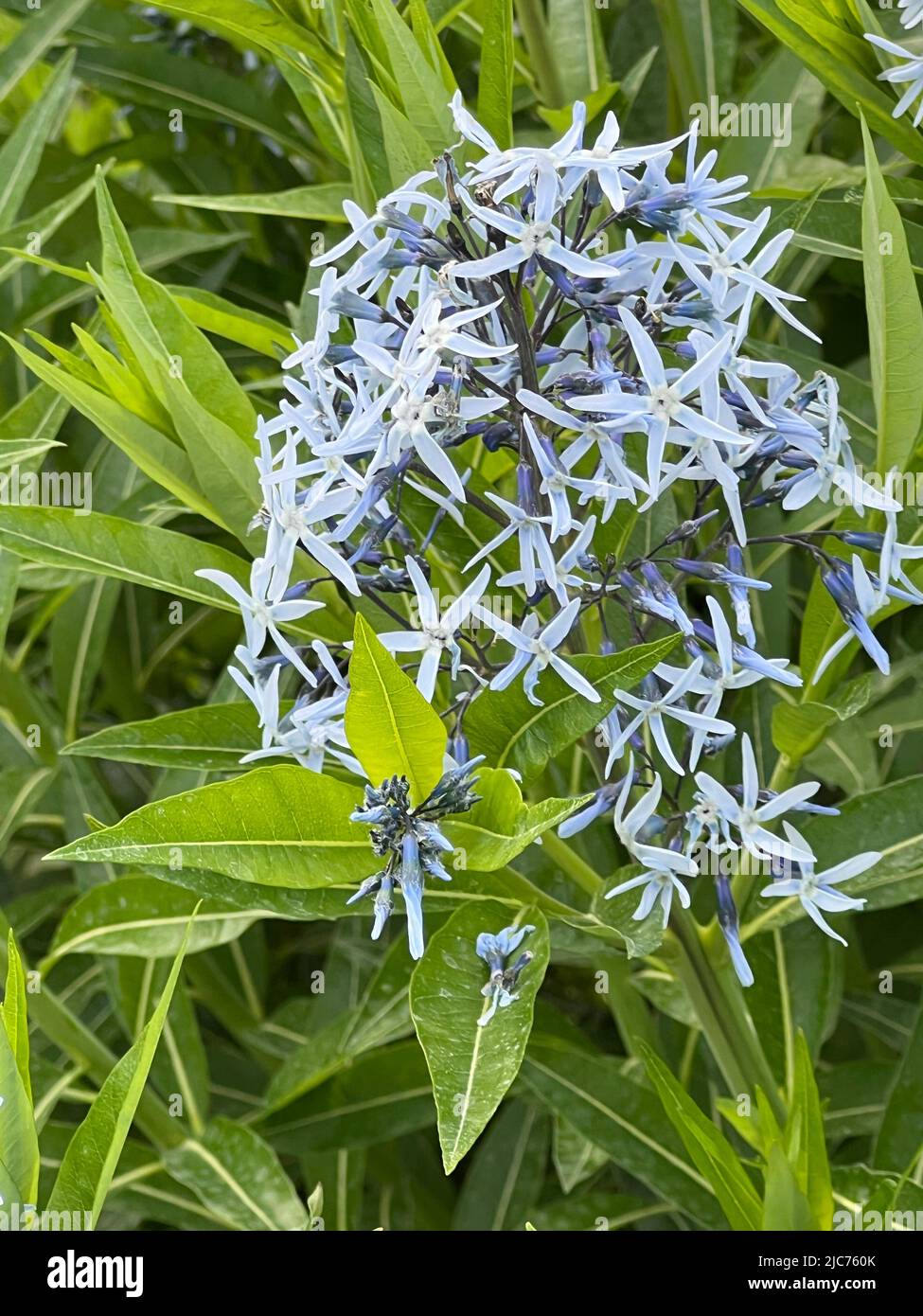 Étoile bleue - Amsonia orientalis - Orientalischer Blaustern - Amsonia orientalis Banque D'Images