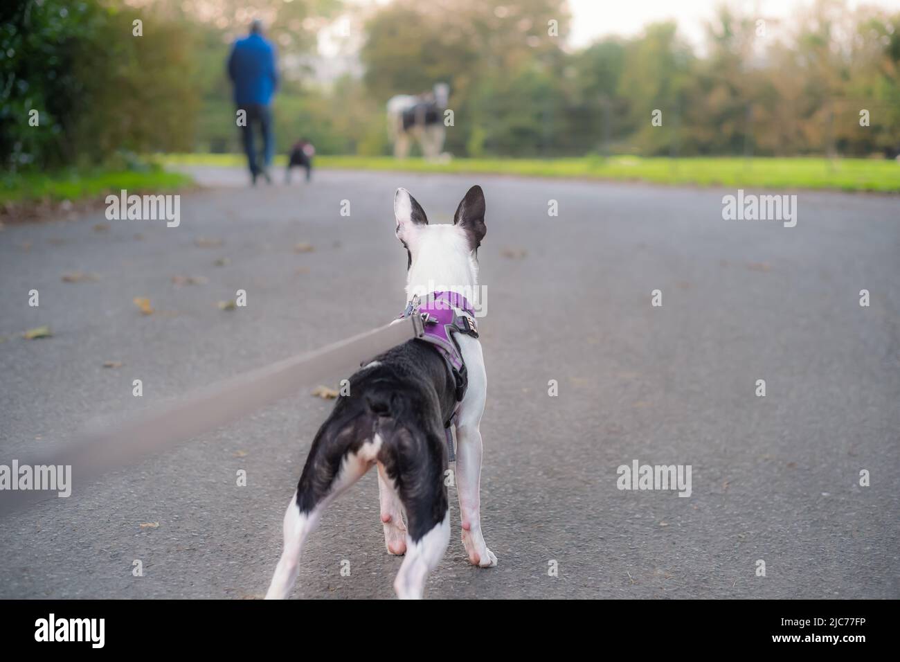 Boston Terrier chiot portant un harnais vu d'un angle bas derrière elle. Elle regarde vers l'avant un homme avec un chien et un cheval en point doux. Banque D'Images