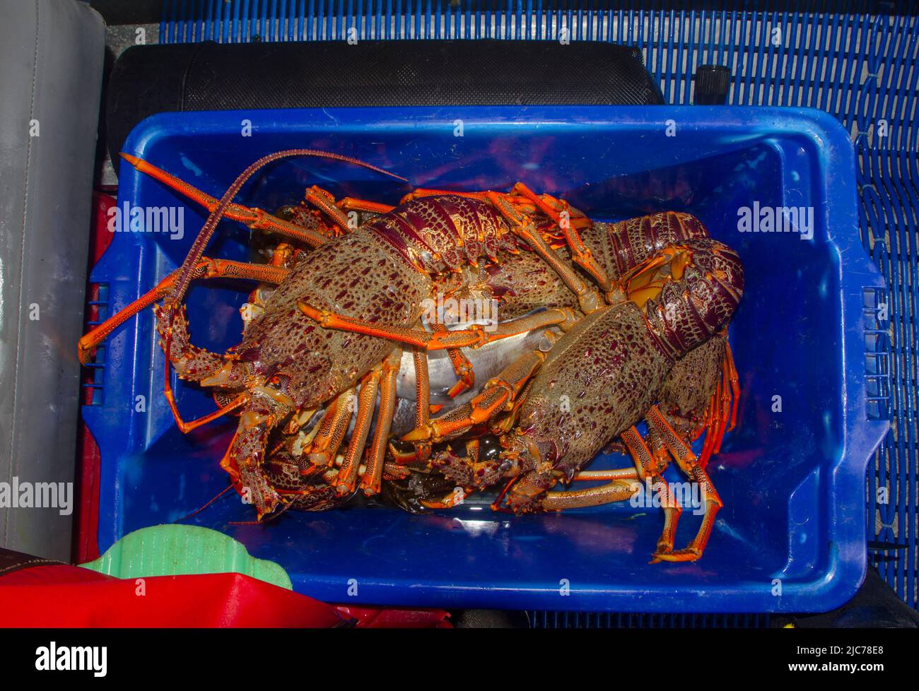 La vie en Nouvelle-Zélande. Pêche, recherche de nourriture, plongée, jardinage et sports. Écrevisse (Spity Rock Lobster) (Jasus edwardsii) : pêché à la main. Banque D'Images