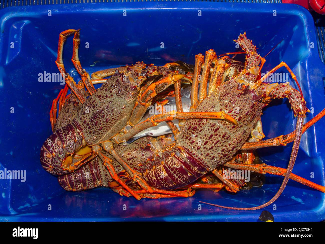 La vie en Nouvelle-Zélande. Pêche, recherche de nourriture, plongée, jardinage et sports. Écrevisse (Spity Rock Lobster) (Jasus edwardsii) : pêché à la main. Banque D'Images