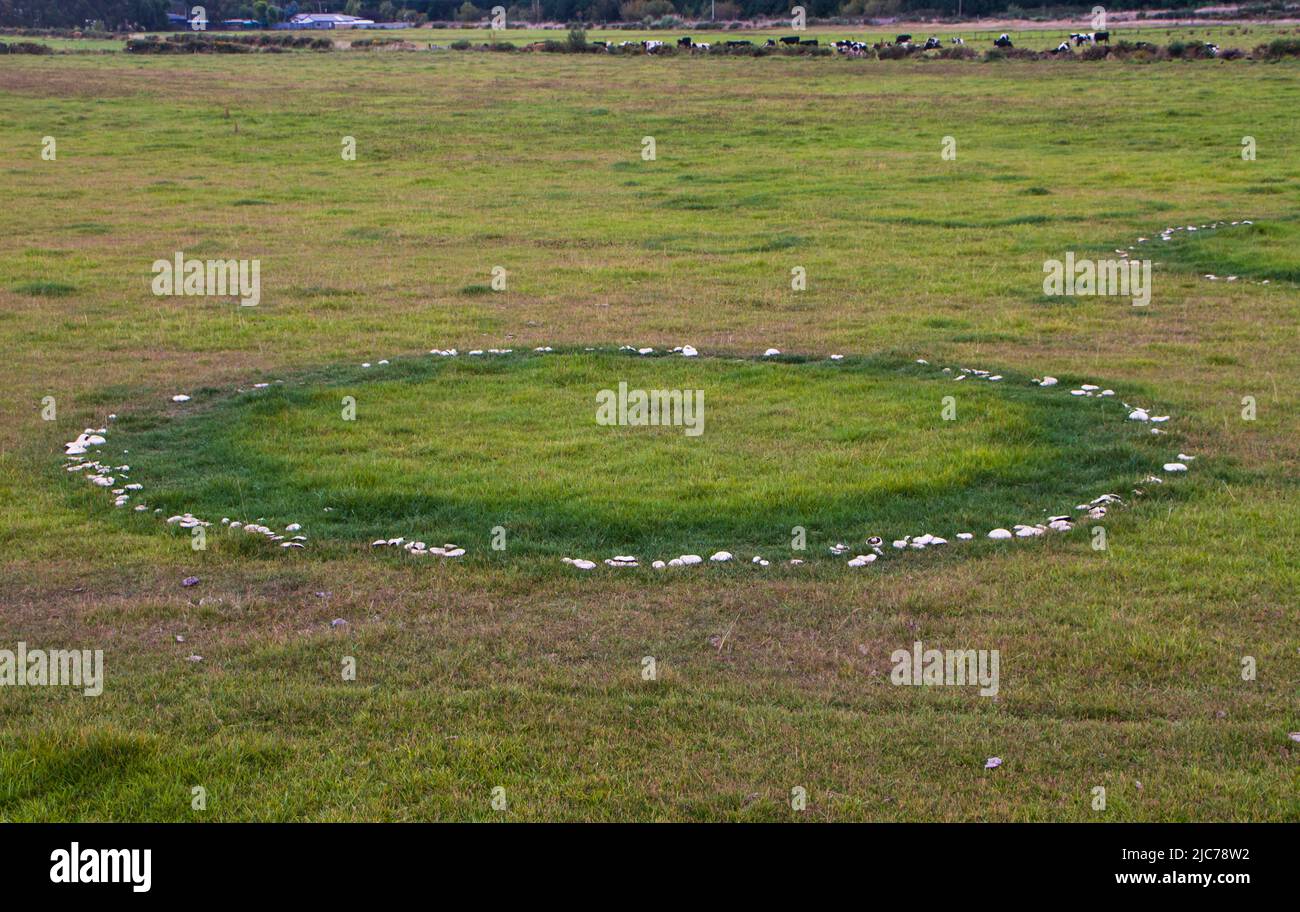 La vie en Nouvelle-Zélande. Pêche, recherche de nourriture, plongée, jardinage et sports. Anneaux de fées de champignons de cheval (Agaricus arvensis). Banque D'Images