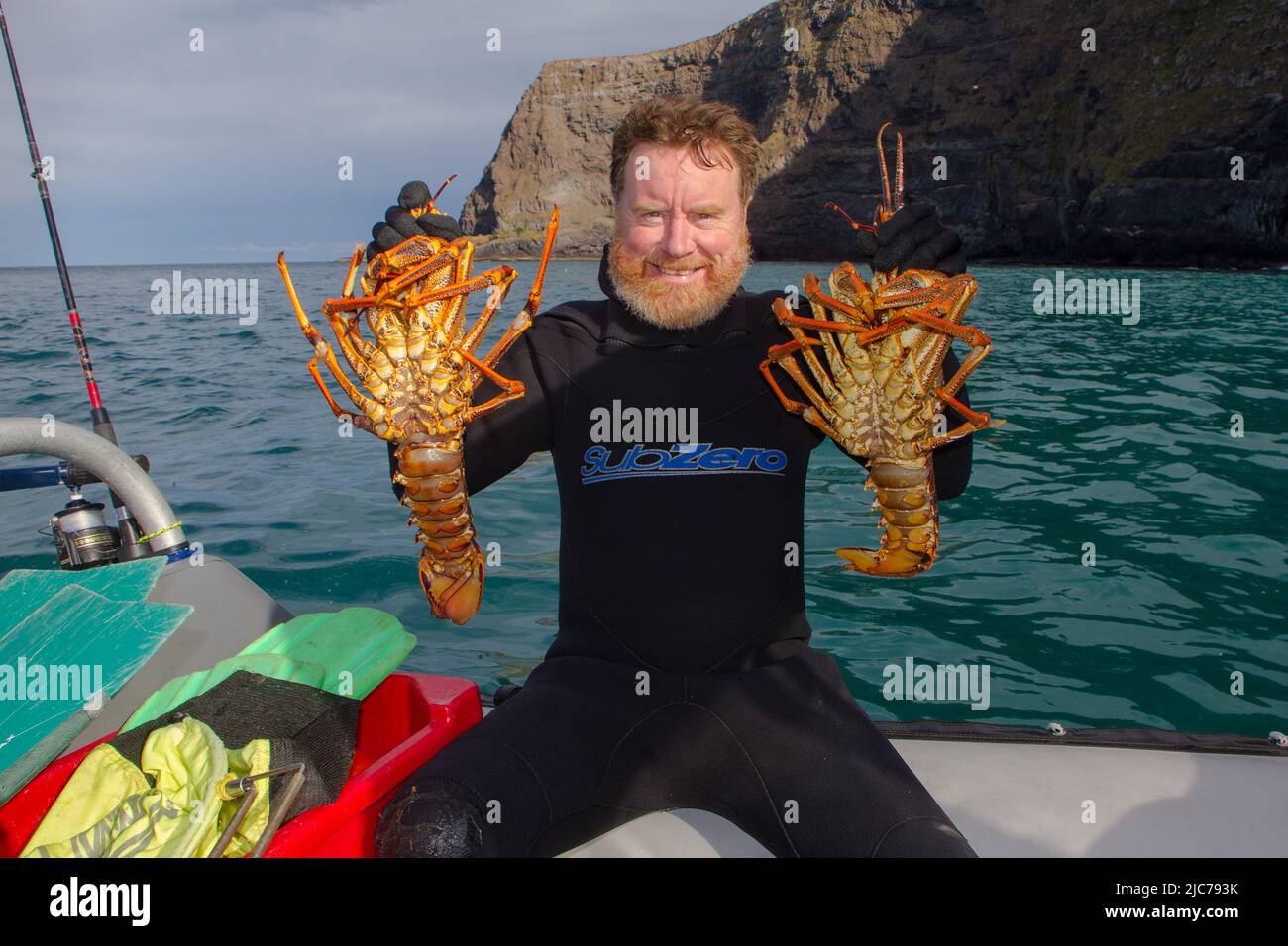 La vie en Nouvelle-Zélande. Pêche, recherche de nourriture, plongée, jardinage et sports. Écrevisse (Spity Rock Lobster) (Jasus edwardsii) : pêché à la main. Banque D'Images