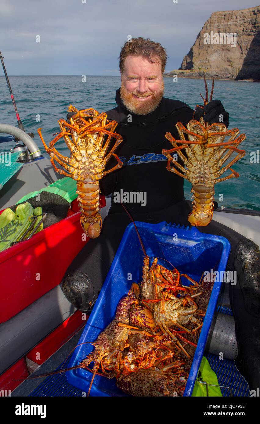 La vie en Nouvelle-Zélande. Pêche, recherche de nourriture, plongée, jardinage et sports. Écrevisse (Spity Rock Lobster) (Jasus edwardsii) : pêché à la main. Banque D'Images
