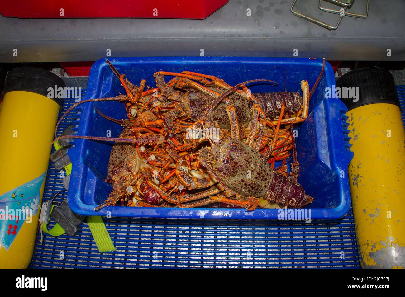 La vie en Nouvelle-Zélande. Pêche, recherche de nourriture, plongée, jardinage et sports. Écrevisse (Spity Rock Lobster) (Jasus edwardsii) : pêché à la main. Banque D'Images
