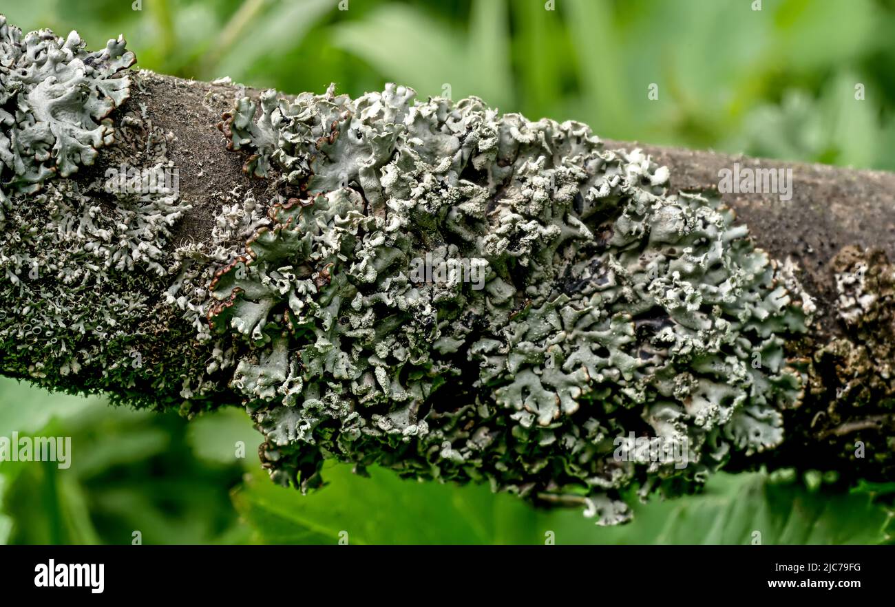 Lichen tubulaire, également connu sous le nom de Monk's-Hood - Hypogymnia physodes - croissance sur branche d'arbre, détail de gros plan, brouillé fond d'herbe Banque D'Images