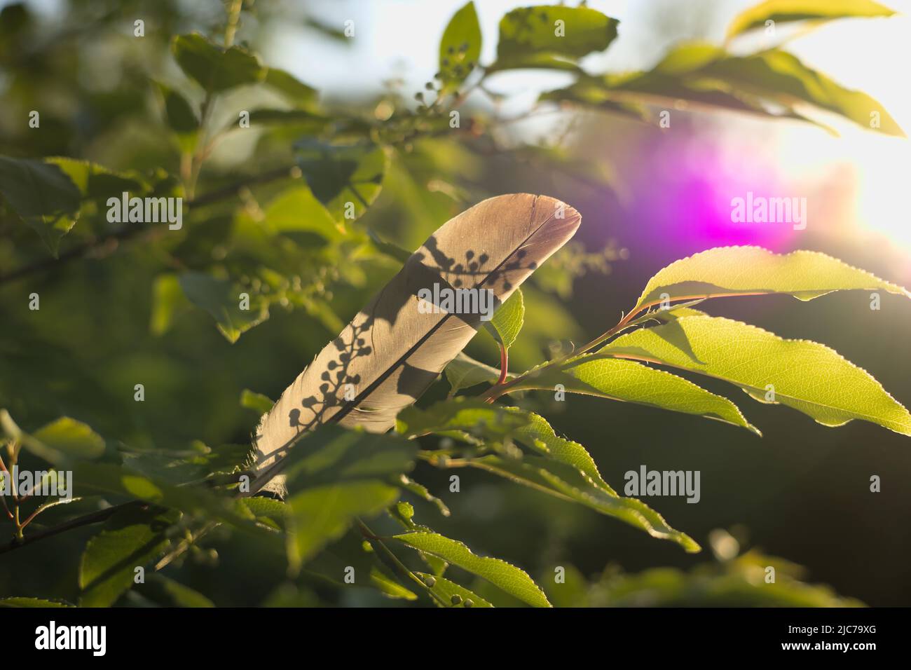 Une plume d'oiseau laissée sur une branche d'arbre et de beaux reflets du soleil couchant, photo prise à l'heure d'or Banque D'Images