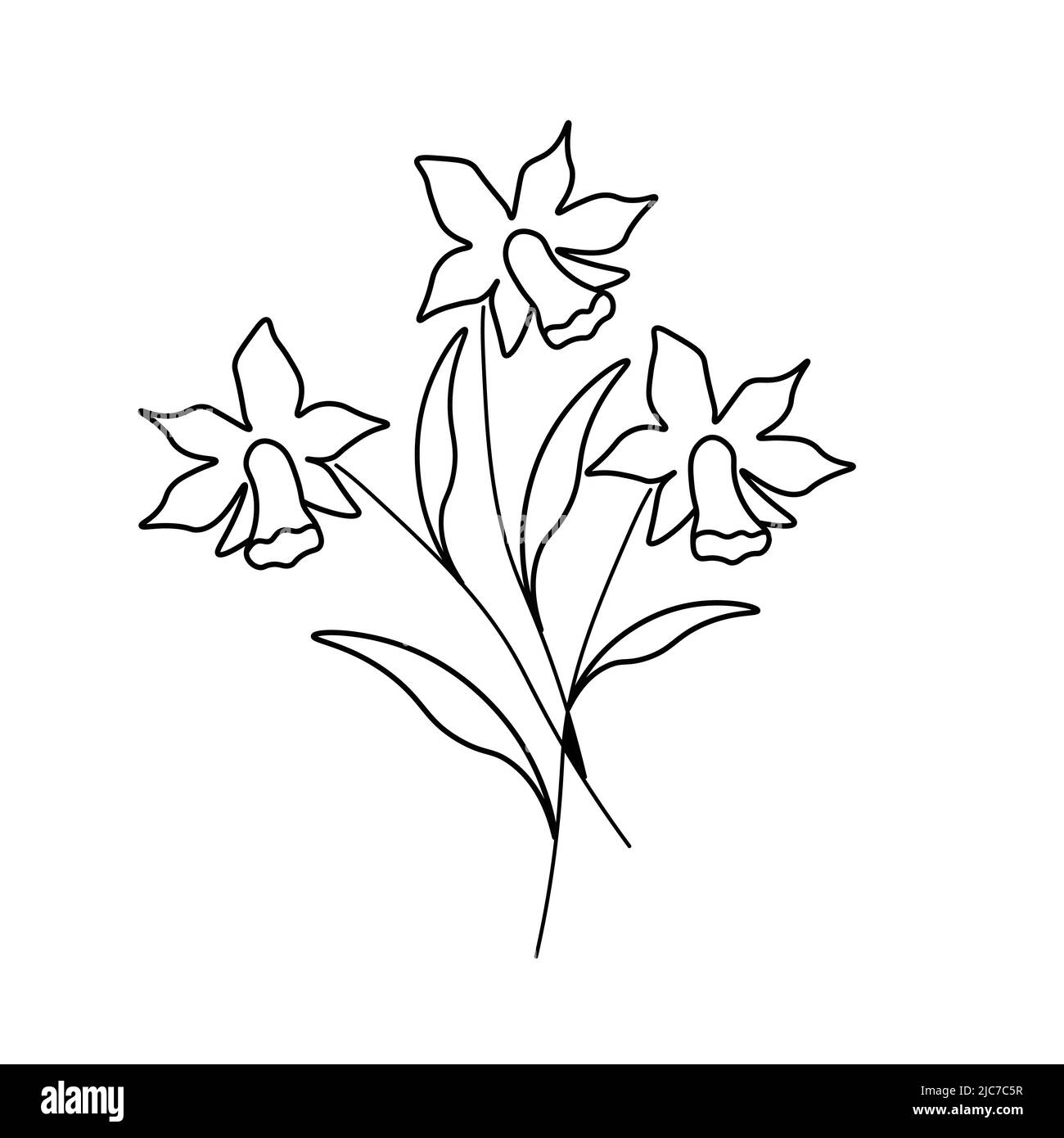 Fleurs vectorielles isolées à la jonquille de contour Illustration de Vecteur