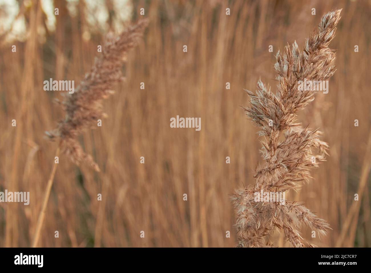 Semences sur de hautes tiges d'herbe au printemps Banque D'Images