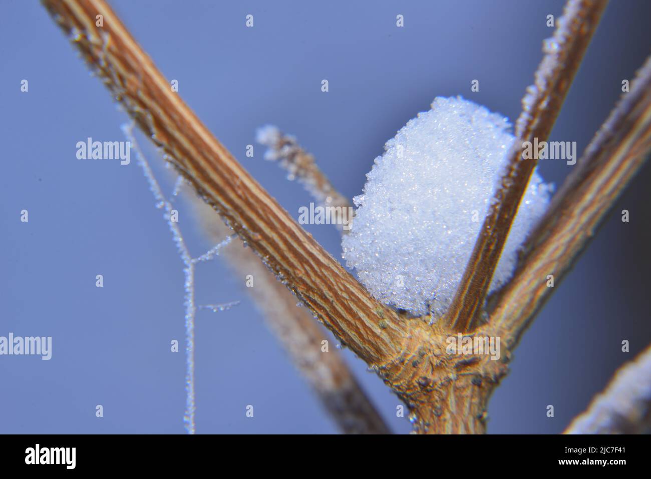 Boule de glace entre les branches de l'arbre Banque D'Images