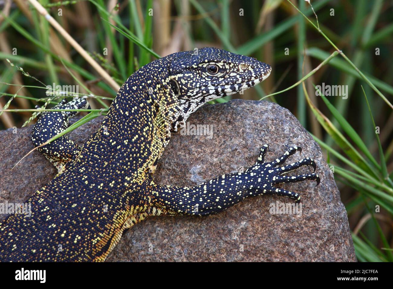 Nilwaran / surveillance du Nil / Varanus niloticus Banque D'Images