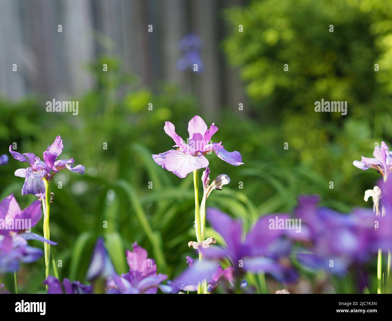 Bel iris violet dans le soleil de l'après-midi dans un jardin à Ottawa, Ontario, Canada. Banque D'Images