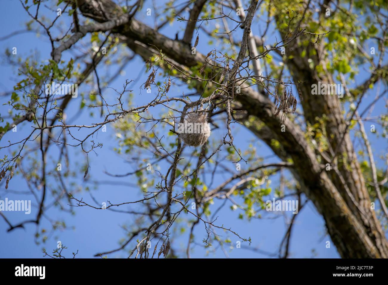 Le nid de Baltimore s'oriente dans les branches d'un arbre qui couronne Banque D'Images