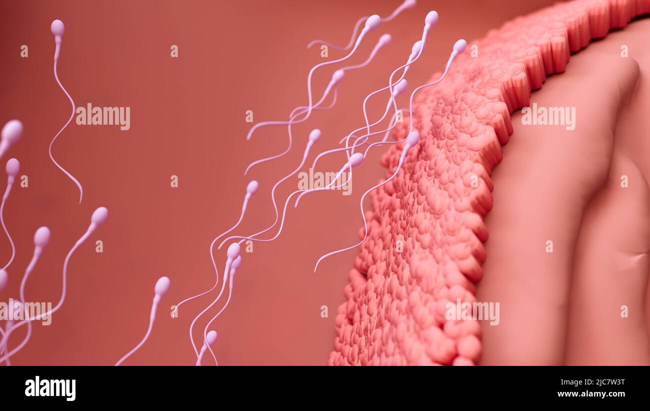 Spermatozoïdes se déplaçant pour fertiliser les ovules, illustration Banque D'Images