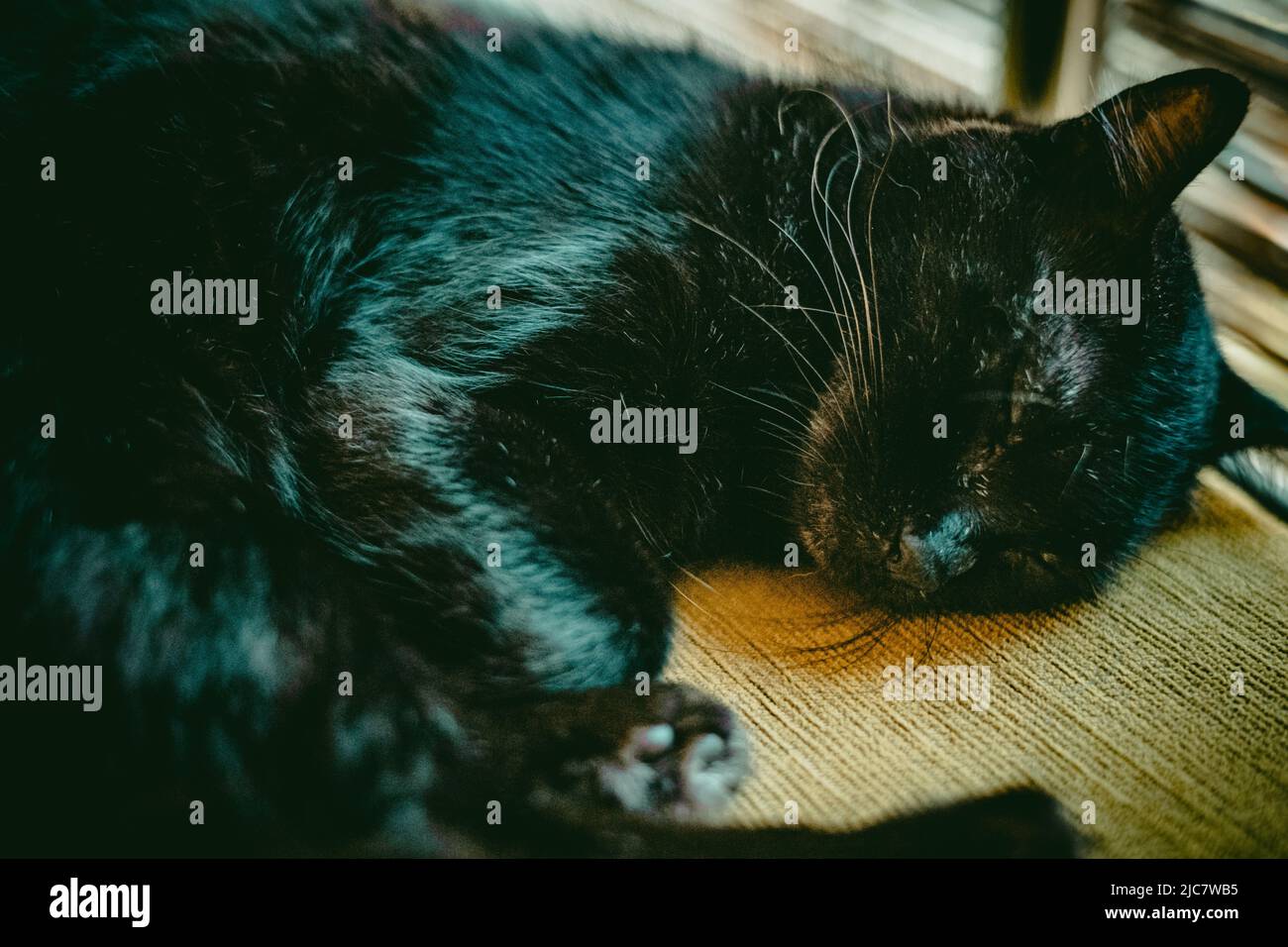 Un chat noir endormi à l'intérieur prenant une sieste sur le sol à l'intérieur d'une maison au Sri Lanka Banque D'Images