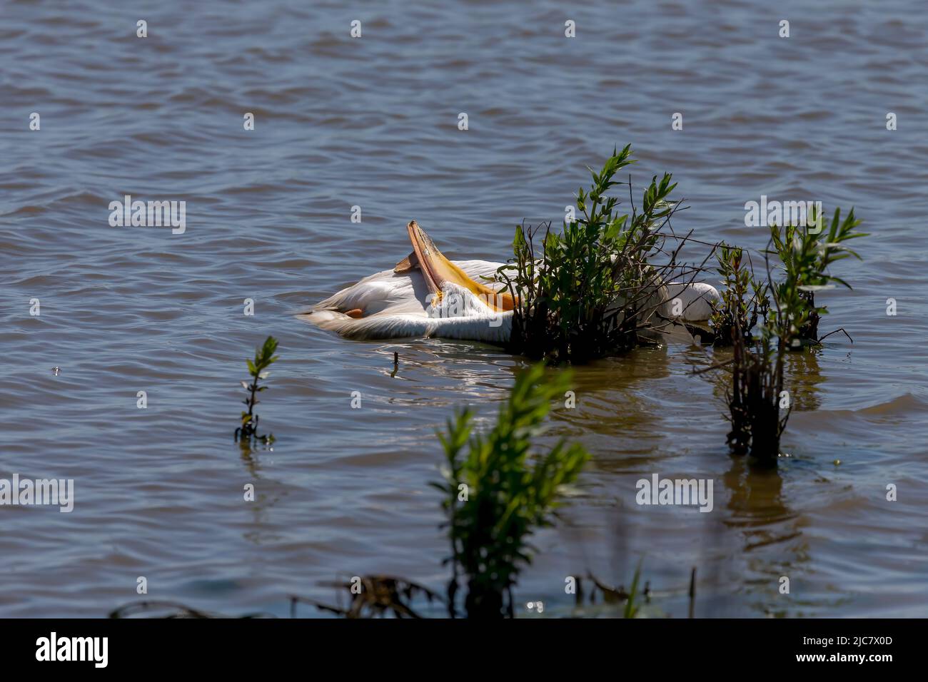Pélican blanc américain. Oiseau mort sur le lac Michigan Banque D'Images