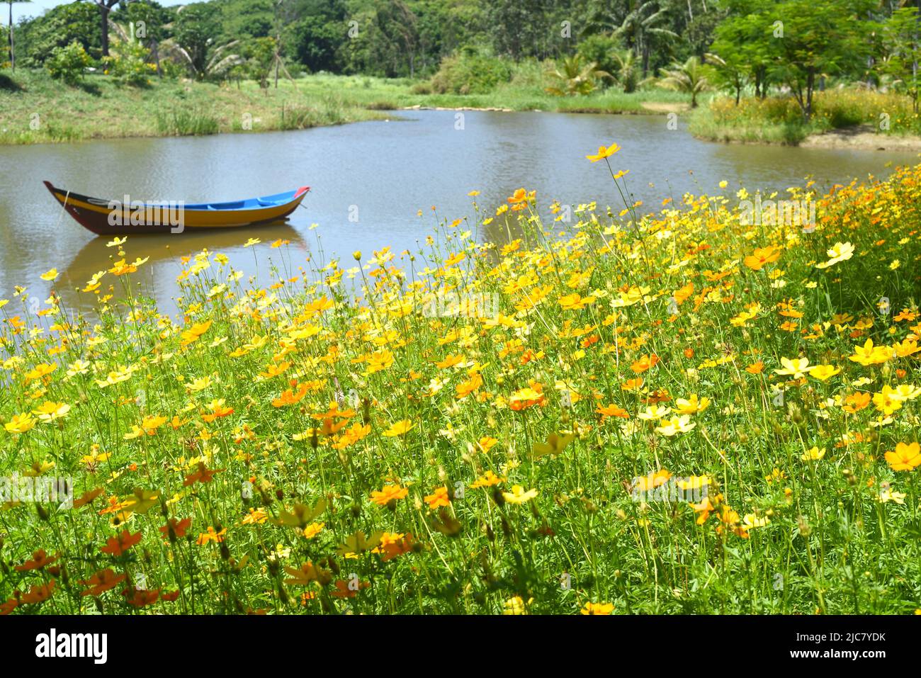 Bateau en bois flottant dans le lac parmi les fleurs jaunes au Vietnam Banque D'Images