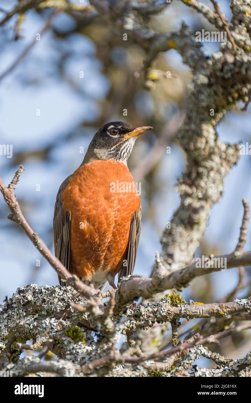 Robin Banque D'Images