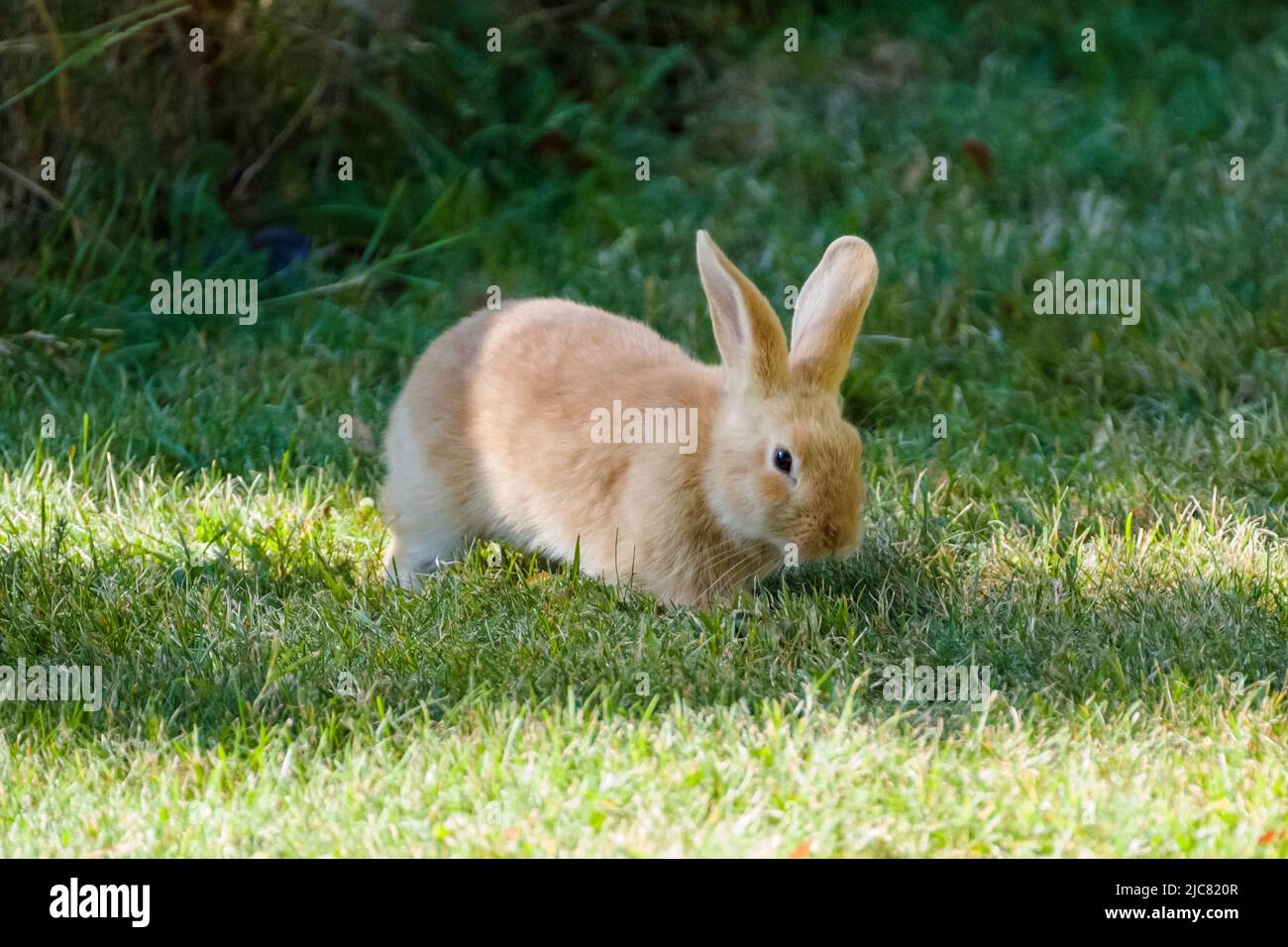 Lapin européen Banque D'Images