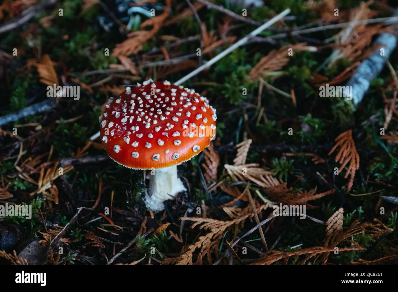 Agaric de mouche Banque D'Images