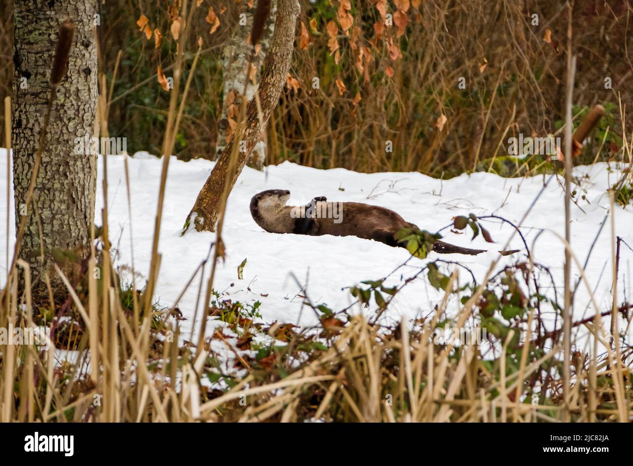 Loutre de rivière nord-américain dans la neige Banque D'Images