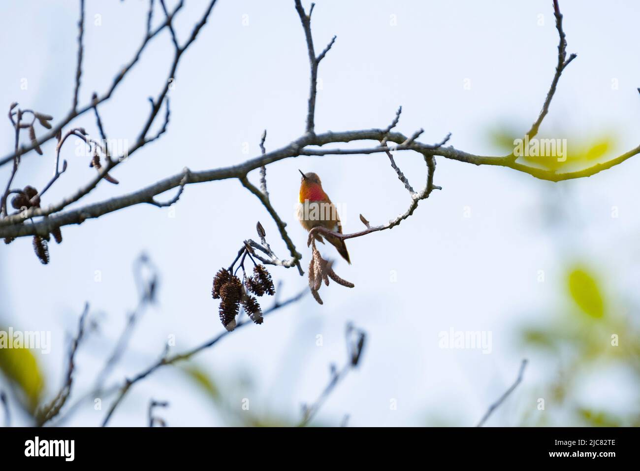 Colibri Roux Colibri rare Banque de photographies et d’images à haute résolution - Alamy