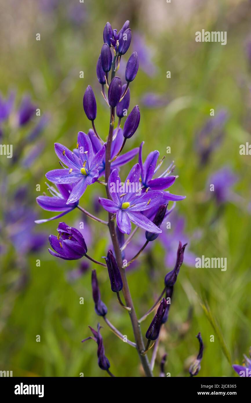 Camas Banque D'Images