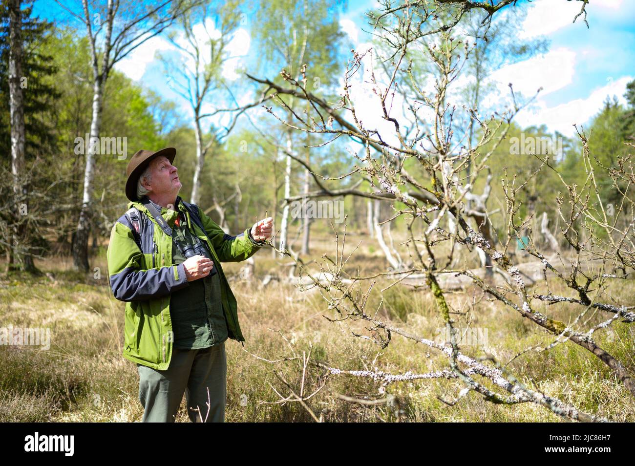 PRODUCTION - 03 mai 2022, Basse-Saxe, Göhrde: Kenny Kenner, amoureux de la forêt, regarde les branches d'un chêne dans une forêt naturelle. De nombreux secrets verts peuvent être découverts dans la forêt d'État de Göhrde. (À dpa 'dans le Göhrde: Où Hute Oaks murmur et Douglas Firs Spark SOS') photo: Philipp Schulze/dpa Banque D'Images