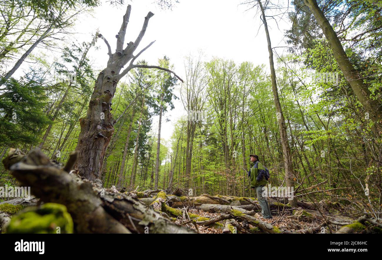 PRODUCTION - 03 mai 2022, Basse-Saxe, Göhrde: Kenny Kenner, ami de la forêt, regarde un hêtre de 300 ans dans la forêt naturelle. De nombreux secrets verts peuvent être découverts dans la forêt d'État de Göhrde. (À dpa 'dans le Göhrde: Où Hute Oaks murmur et Douglas Firs Spark SOS') photo: Philipp Schulze/dpa Banque D'Images