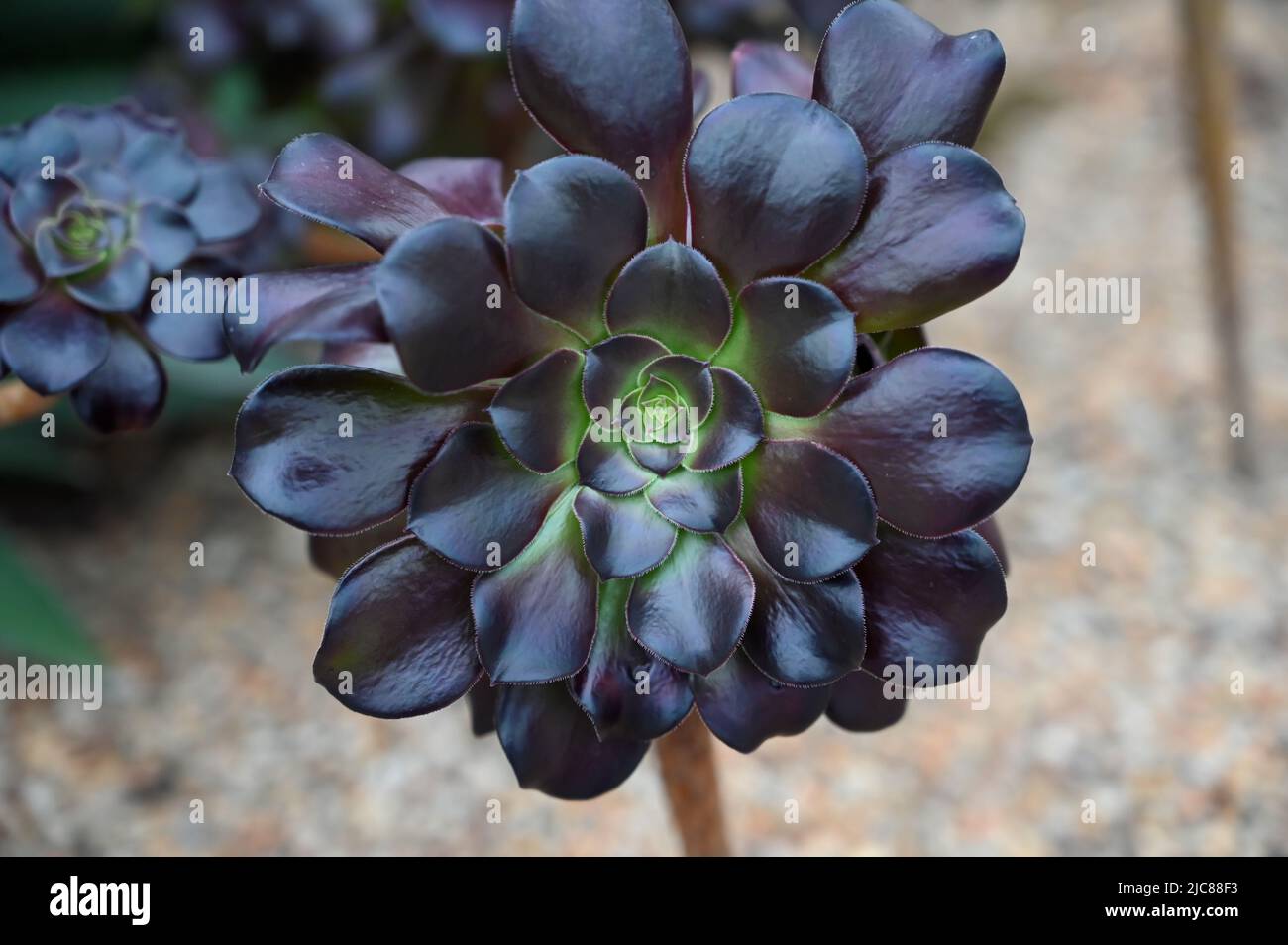 Fleur succulente de rose noire également connue sous le nom d'aeonium arboreum ‘zwartkop’ Banque D'Images