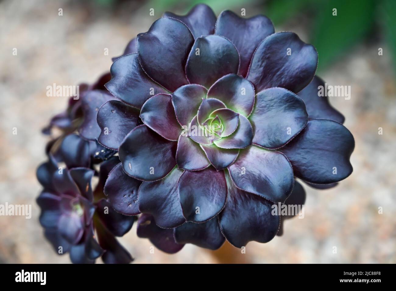 Fleur succulente de rose noire également connue sous le nom d'aeonium arboreum ‘zwartkop’ Banque D'Images