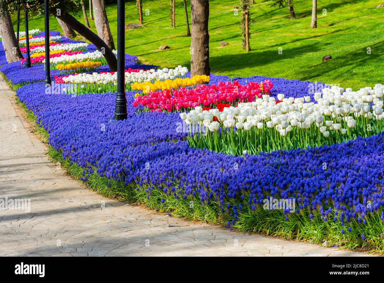 Tulips colorés à Emirgan Park. Festival des tulipes d'Istanbul. Istanbul, Turquie. Banque D'Images