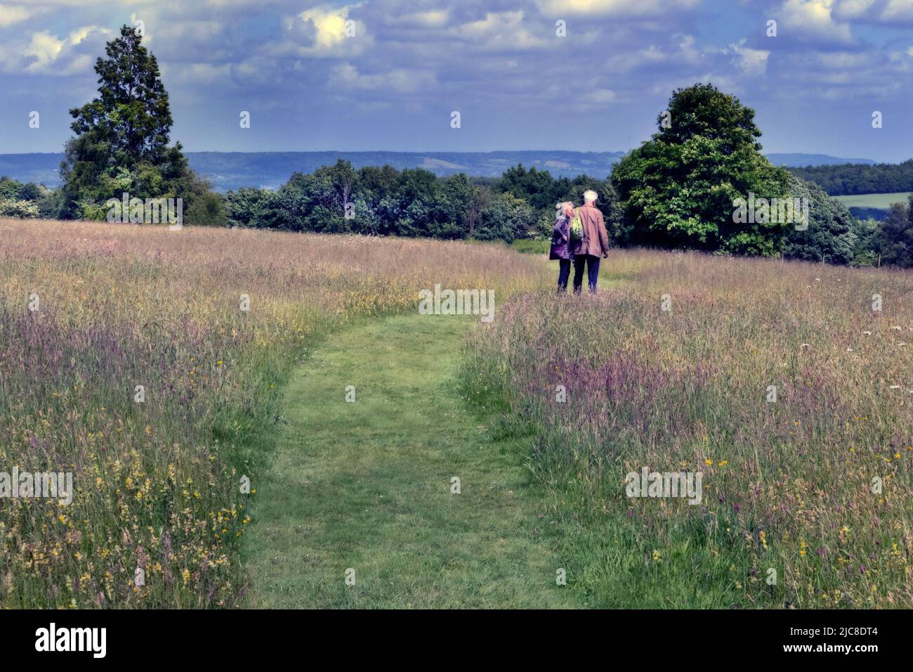 Marcheurs traversant une prairie anglaise de fleurs sauvages dans le Kent, Royaume-Uni Banque D'Images