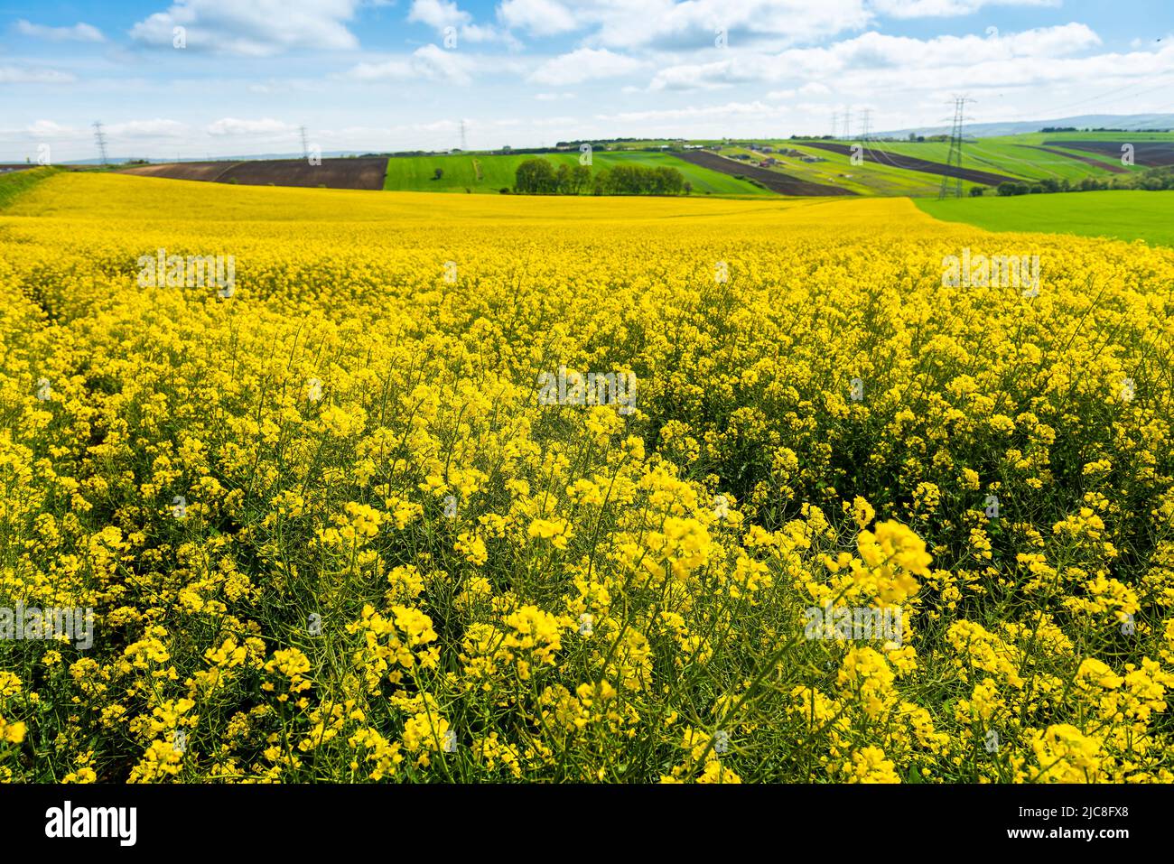 Champs de canola. Champs de canola en fleurs sous un ciel bleu avec des nuages. Belles fleurs jaunes. Banque D'Images