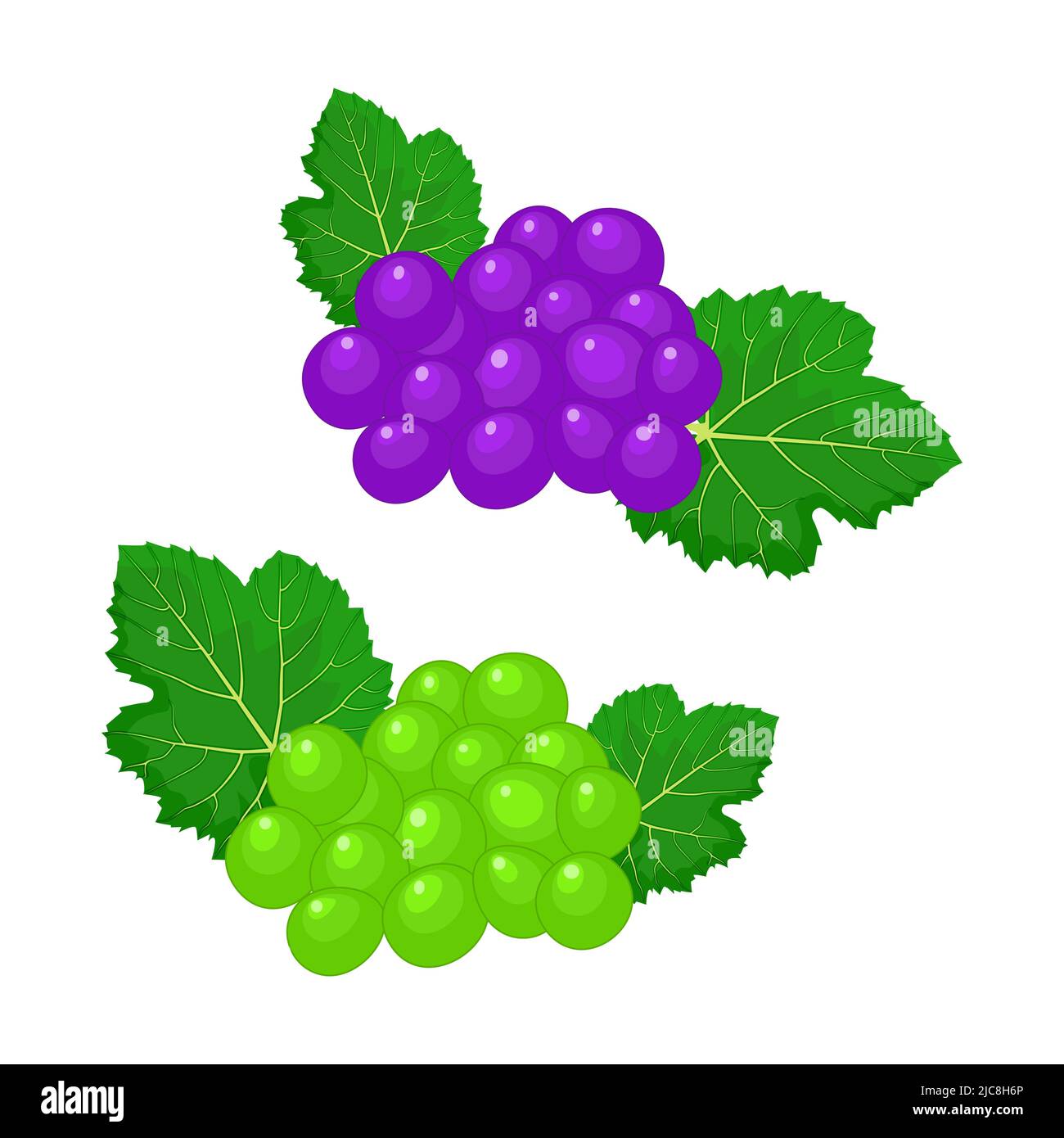 Vinaigre de vin rouge Banque d'images vectorielles - Alamy