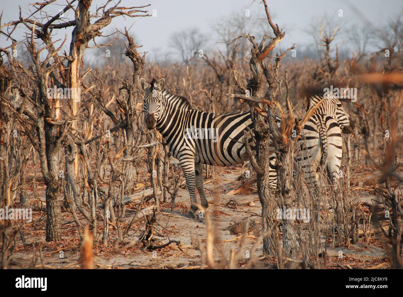 Zèbres camouflées dans la forêt de mopanes en Namibie Banque D'Images