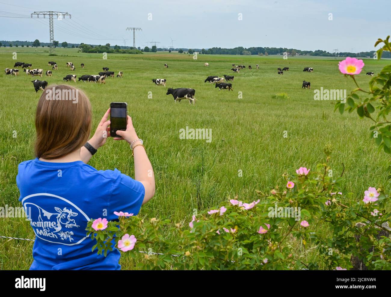 11 juin 2022, Brandebourg, Angermünde : un employé de Hemme Milch GmbH & Co. KG photographie des vaches laitières dans un pâturage à l'ouverture de la Brandenburg Landpartie 27th. Au cours de l'événement de deux jours de ce week-end, les visiteurs peuvent visiter des fermes et des entreprises agricoles, des jardins de marché, des pêches, des opérations forestières et des institutions culturelles rurales dans toutes les régions du Brandebourg. Depuis plus d'un quart de siècle, l'association pro agro organise le Landpartie, le plus grand événement d'information en milieu rural. La société de transformation et de commercialisation du lait Hemme Milch traite environ 12 millions de kilogrammes Banque D'Images