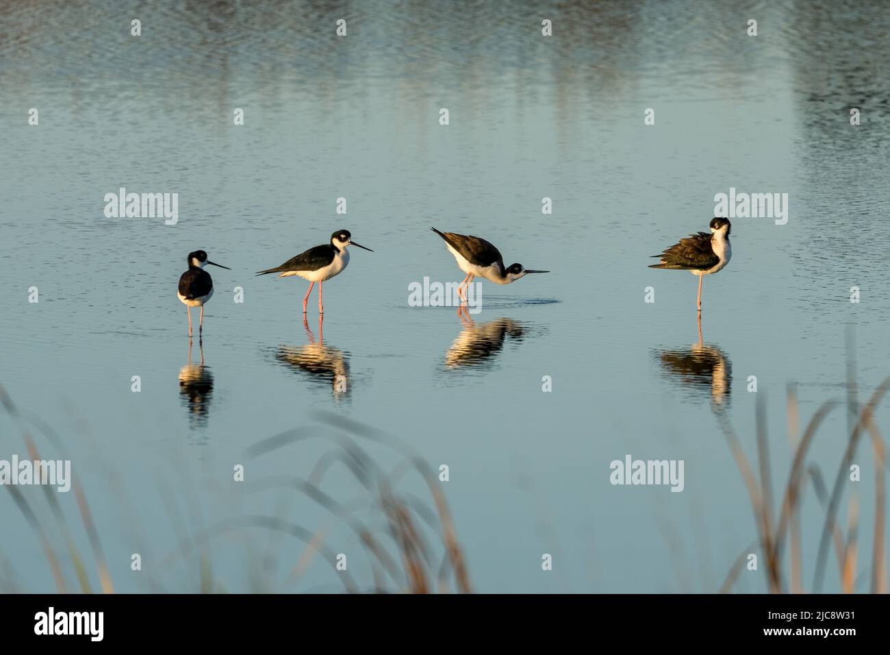 Stilts à col noir, Himantopus mexicanus, dans un marais humide de South Padre Island, Texas, près du coucher du soleil. Banque D'Images