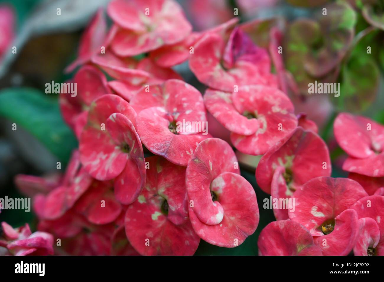 Euphorbia milii, la couronne des épines, la plante du Christ, ou épine du Christ, est une espèce de plante à fleurs de la famille des Euphorbiaceae poussant dans le gar Banque D'Images