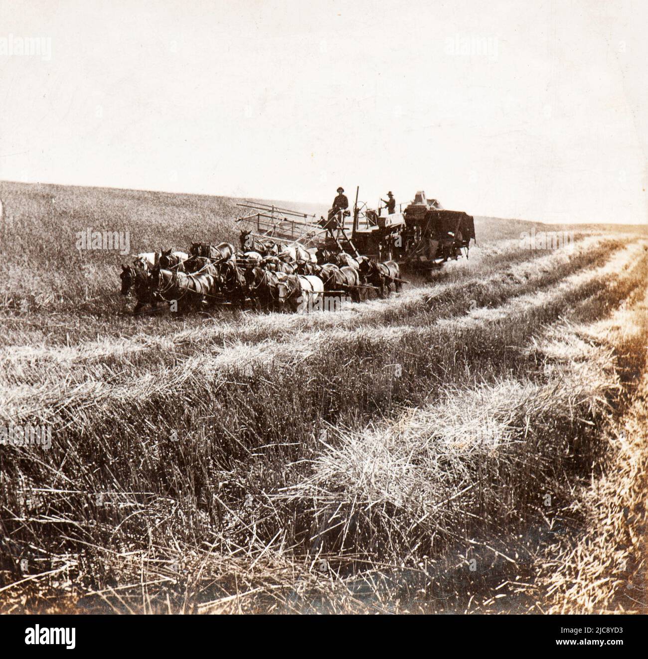 Récolte avec la faucheuse et la batteuse dans l'État de Washington (États-Unis) de la fin du XIXe siècle Banque D'Images