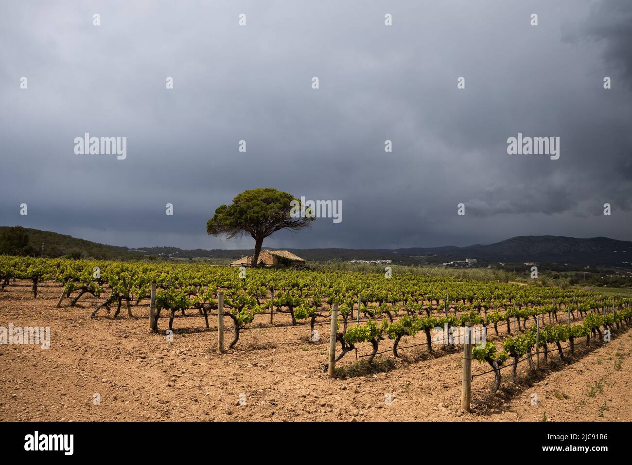 Vignoble au printemps avant la pluie, ciel spectaculaire. Champ de vignes en Espagne, arbre solitaire avec ancienne maison, domaine viticole en Catalogne Banque D'Images