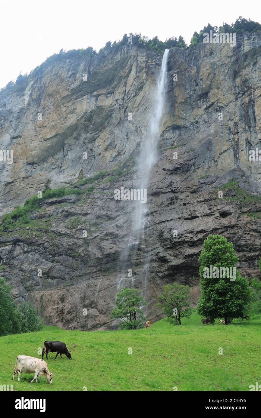 Vaches qui bissent près de la cascade de Staubbach Banque D'Images