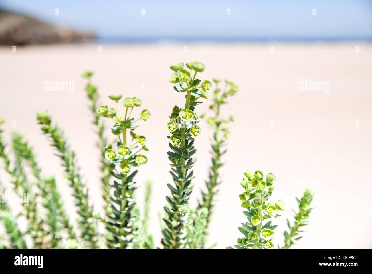 Praia da Amoreira Beach abrite un certain nombre d'espèces de plantes côtières - Algarve, Portugal Banque D'Images